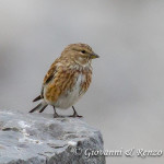 Fanello (Carduelis cannabina)