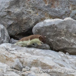 Ermellino (Mustela erminea)