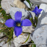 Genzianella Sfrangiata (Gentianopsis ciliata (L.) Ma)