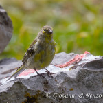 Venturone alpino (Carduelis citrinella)