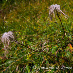 Anemone Alpina (Pulsatilla alpina (L.) Delarbre)