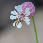 Silene rigonfia (Silene vulgaris (Moench) Garcke)