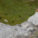 Marmotte