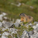 Marmotta
