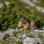 Marmotta