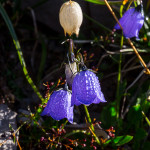 Campanula dei ghiaioni (Campanula cochleariifolia Lam., 1785)