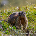 Marmotta