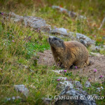 Marmotta