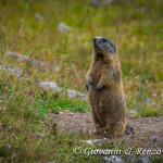 Marmotta