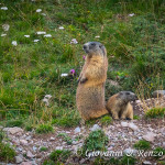 Marmotta