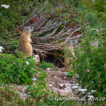 Marmotta