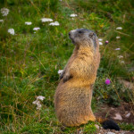 Marmotta