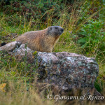 Marmotta