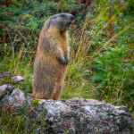 Marmotta