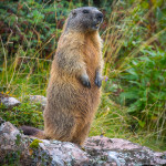 Marmotta