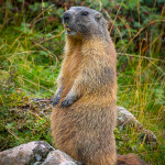 Marmotta