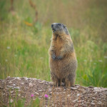 Marmotta