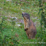 Marmotta