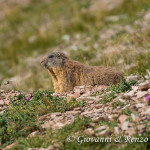 Marmotta