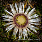 Carlina bianca (Carlina acaulis L. 1753)