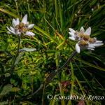 Stella alpina (Leontopodium alpinum Cass., 1822)