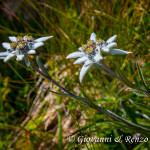 Stella alpina (Leontopodium alpinum Cass., 1822)