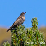 Merlo dal collare (Turdus torquatus)