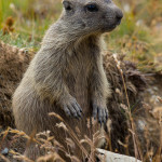 Giovane marmotta