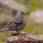 Sordone (Prunella collaris)