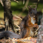 Scoiattolo rosso (Sciurus vulgaris)