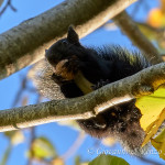 Scoiattolo meridionale (Sciurus meridionalis)