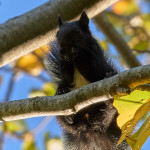 Scoiattolo meridionale (Sciurus meridionalis)