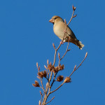 Frosone (Coccothraustes coccothraustes)