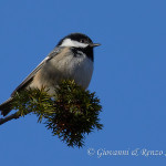Cincia mora (Periparus ater)