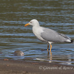 Gabbiano reale (Larus michahellis)