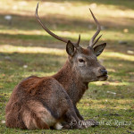 Cervo nobile (Cervus elaphus Linnaeus, 1758)