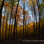 Autunno in Val Fondillo