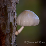 Oudemansiella mucida