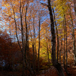 Nel bosco di Valle Fredda