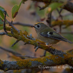 Regolo (Regulus regulus)