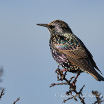 Storno (Sturnus vulgaris)