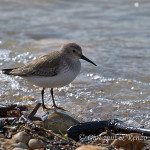 Piovanello pancianera (Calidris alpina)