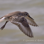 Piovanello pancianera (Calidris alpina)