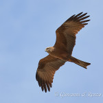 Nibbio bruno (Milvus migrans)