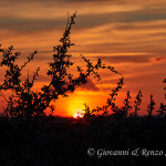 Prugnolo fiorito al tramonto