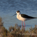 Cavaliere d'Italia (Himantopus himantopus)