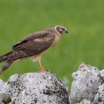 Albanella pallida (Circus macrourus) juv.