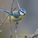 Cinciarella (Cyanistes caeruleus)