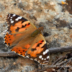 Atalanta (Vanessa atalanta)