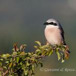 Averla piccola (Lanius collurio)